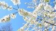 Zierapfelbaum mit einer weißen Blüten Pracht vor blauem Himmel