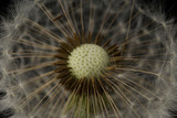 Fototapeta Dmuchawce - Abstract background of dandelion flower . fluffy dandelion flower, macro photo. Seeds close up