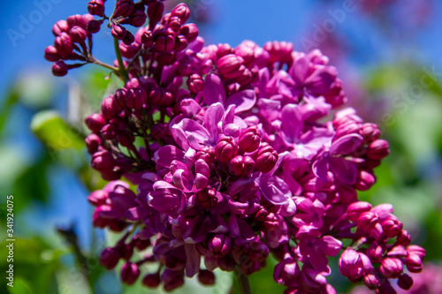 Lilac flower pink spring background.