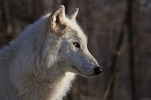 Side View Of Arctic Wolf