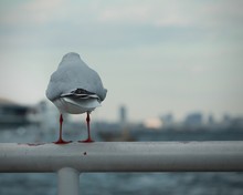 Seagull Perched On Metallic Pole