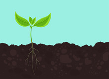 Seedling Germination. Young Plant Shoot. Sprout On The Soil. Plants Growing In The Ground. Agricultural Spring Field. Vector.