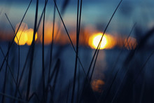 Close-up Of Silhouette Grass At Lakeshore