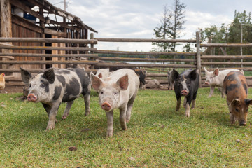 herd of curious little pigs on the farm look at the camera interested