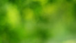 © Joesunt - Spring bokeh nature abstract background Green leaves blurred, beautiful in the spring or summer, are green bokeh that selects the focus of the leaves from the tree to blur.