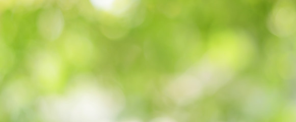 spring bokeh nature abstract background green leaves blurred, beautiful in the spring or summer, are
