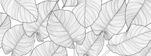 Nature Background Vector. Black And White Floral Pattern, Split-leaf Philodendron Plant With Monstera Plant Line Arts, Vector Illustration.