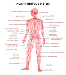 Sticker - Human Body Nervous System 