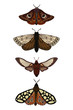 Butterfly. Seth night moths. Insects. Simple vector illustration.