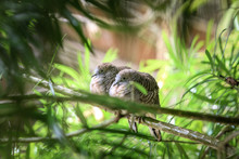 Two Zebra Doves On A Branch