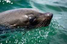 Cape Fur Seal On The Surface
