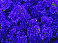 Full Frame Shot Of Purple Flowers Blooming In Park