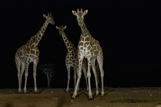 Reticulated Giraffe at night