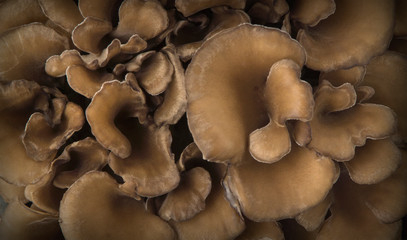 Wall Mural - Top view of a bunch of japanese mushrooms. Maitake and Shiitake. 