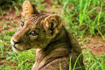 young lion cub in the grass