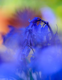 Fototapeta  - Spring Garden Bluebells 
