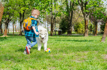 A Little Boy With Glasses Plays A Ball With A White Dog.