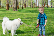 A Little Boy With Glasses Plays With A White Dog.