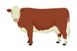 Hereford cow British breed of beef cattle Flat vector illustration Isolated object on white background