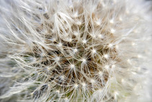 Macro Close-up Of Dandelion Seed Head