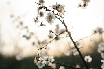 Beautiful floral spring abstract background of nature.Branches of blossoming apricot macro with soft focus on gentle light blue sky background. For easter and spring greeting cards with copy space