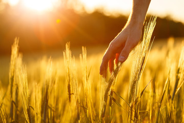 Farmer's hands touch young wheat in the sunset light