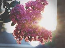 Close-up Of Crepe Myrtles Flowers Against Sun