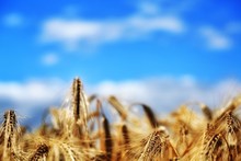 Close-up Of Wheat Field Against Blue Sky