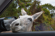 Wild Donkey With Head In Car Window  On The Caribbean Island Of St John In The US Virgin Islands