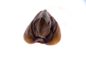 Buckwheat grain isolated on a white background