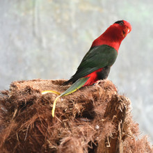 Close-up Of Australian King Parrot On Tree Stump At Zoo