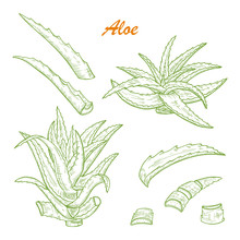 Hand Drawn Engraving Style Aloe Vera Plant Set. Alternative Medicine, Treatment And Body Care With Aloe Vera Ingredients. Vector Illustration
