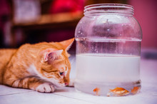 Cat Looking At Fish In Glass Jar