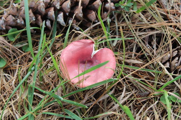 mushroom in the forest