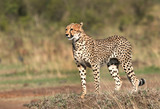 Fototapeta Sawanna - Cheetah standing on a mound in Masai Mara Grassland