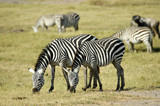 Fototapeta  - zebre 

