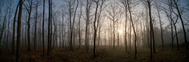 Sticker - Panorama of morning forest in foggy weather