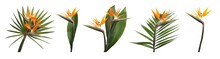 Set With Beautiful Bird Of Paradise Tropical Flowers And Green Leaves On White Background. Banner Design