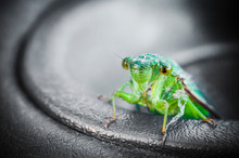 Close-up Of Cicada On Rubber