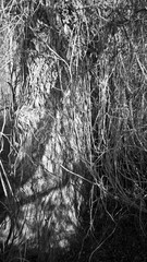 liana on a giant poplar tree, infrared recording