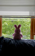 teddy bunny sitting at the window