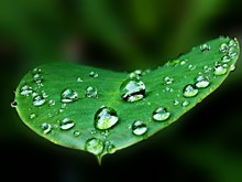 Detail Shot Of Water Drops On Leaf