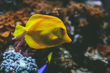 Close-up Of Yellow Tang Swimming In Aquarium