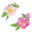 Watercolor peony flower arrangements with buds and leaves