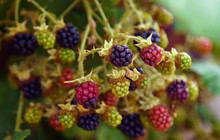 Close-up Of Unripe Blackberries Growing On Tree