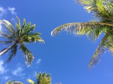 Low Angle View Of Palm Trees Against Blue Sky