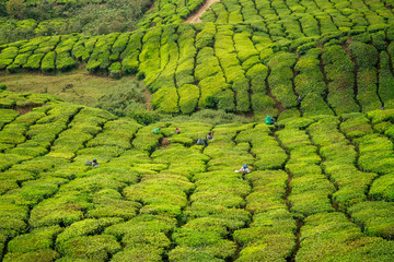 big and sun green plantation of tea in india .