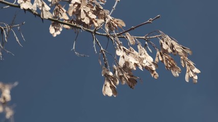 Wall Mural - dry seeds against sky