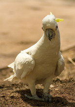 Close-up Of Sulphur Crested Cockatoo On Field