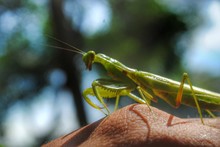 Cropped Image Of Hand With Praying Mantis